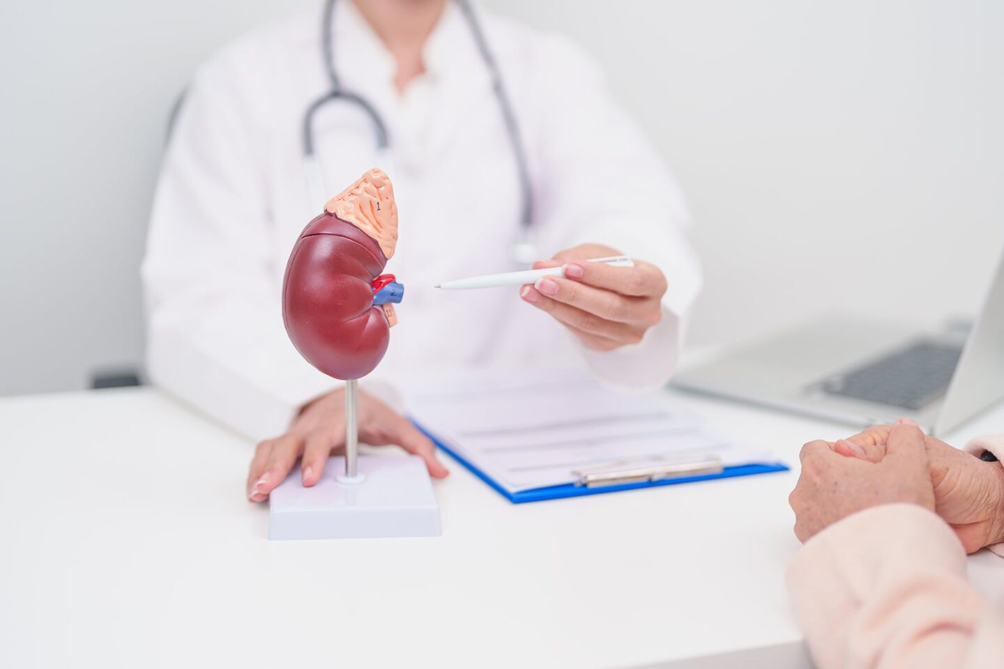 A model of a kidney on a desk with a doctor pointing to it